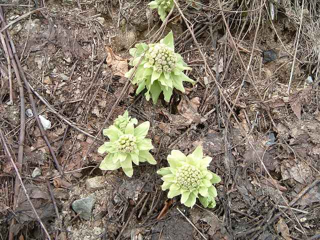 夏油温泉・GWになってようやく春が訪れるの写真の写真