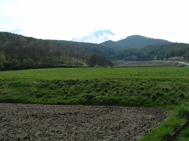 特別天然記念物・岩手山・焼走り熔岩流・とおりを越えると緑がいっぱいの写真の写真