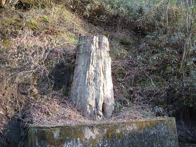 特別天然記念物・根反の大珪化木の写真の写真