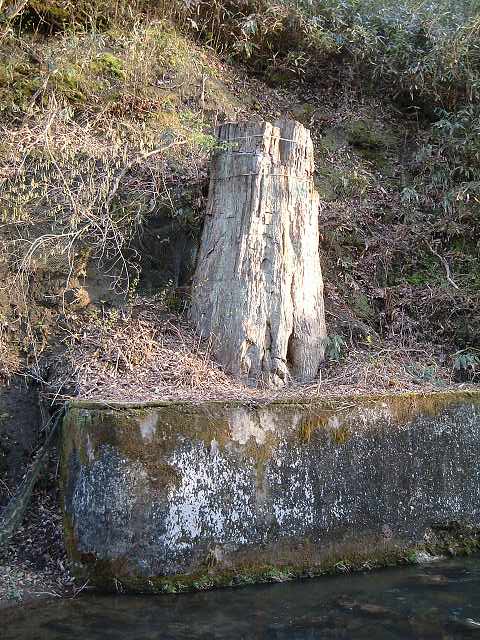 特別天然記念物・根反の大珪化木・石炭になり損なった木の写真の写真