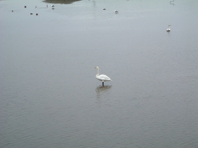 特別天然記念物・小湊のハクチョウおよびその渡来地・白鳥は1羽だけ残っていたの写真の写真