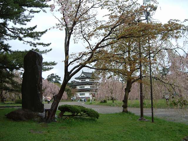 弘前・弘前城・桜と天守閣の写真の写真