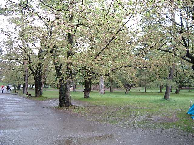弘前・弘前城・西の郭の桜の写真の写真