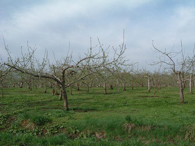 りんご畑の写真の写真