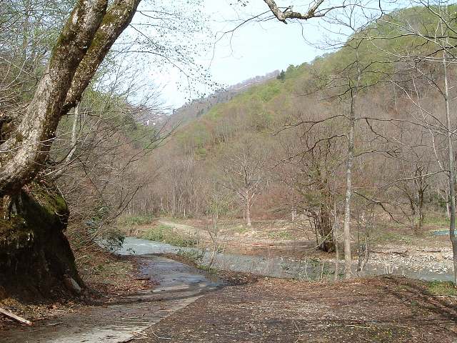 世界遺産・白神山地４の写真の写真