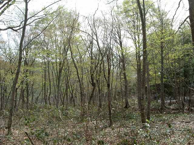 世界遺産・白神山地・ブナの木の写真の写真