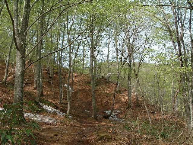 世界遺産・白神山地６の写真の写真