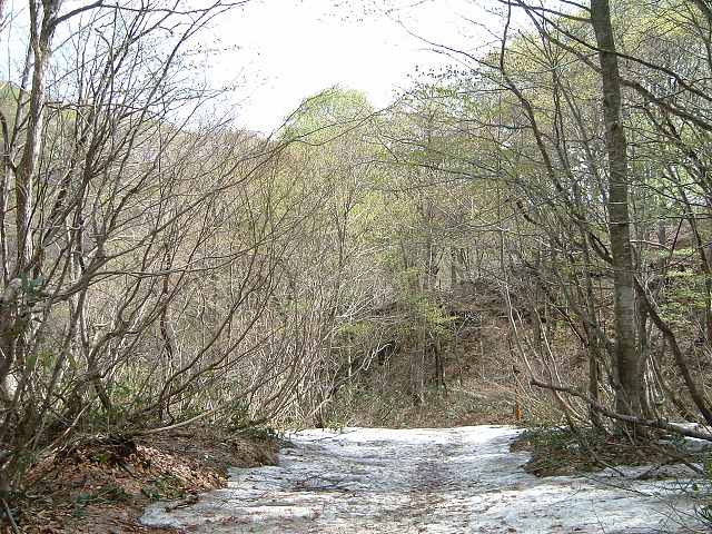 世界遺産・白神山地・雪が残るのでこれ以上進めないの写真の写真