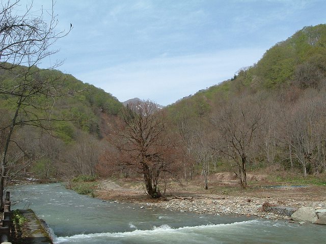 世界遺産・白神山地７の写真の写真
