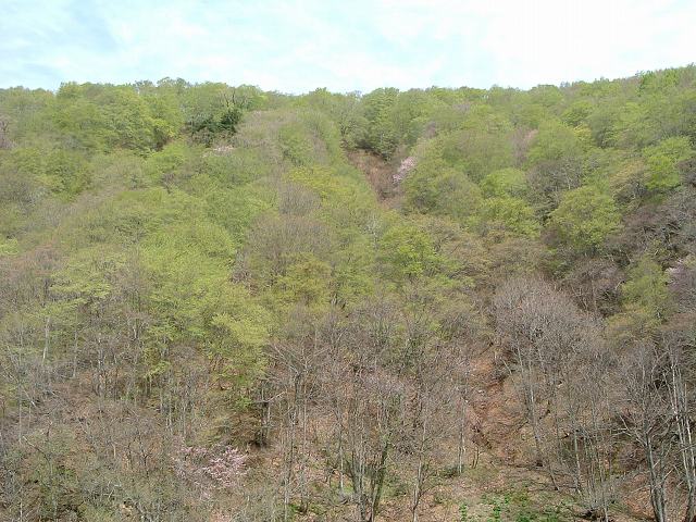 世界遺産・白神山地８の写真の写真
