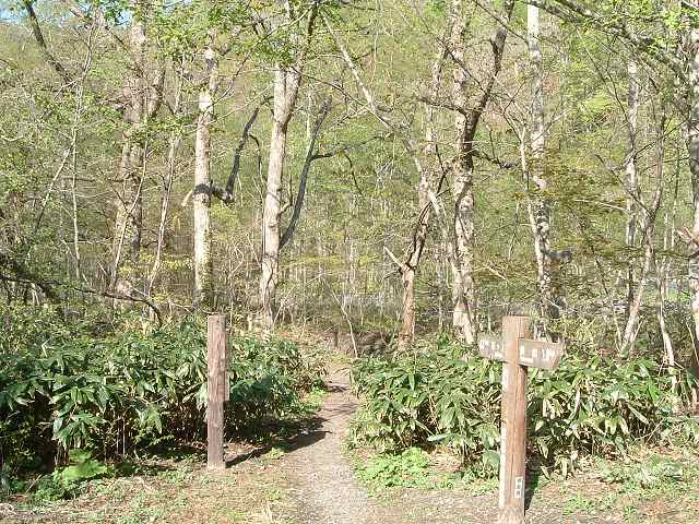 特別名勝・天然記念物・奥入瀬渓流・奥入瀬渓流館から散策開始の写真の写真
