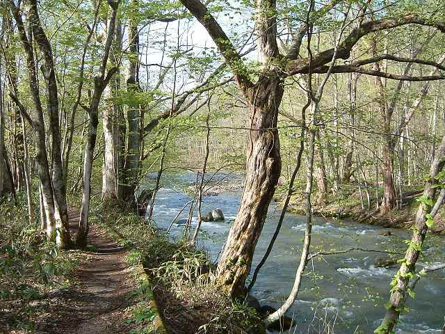 特別名勝・天然記念物・奥入瀬渓流１の写真の写真