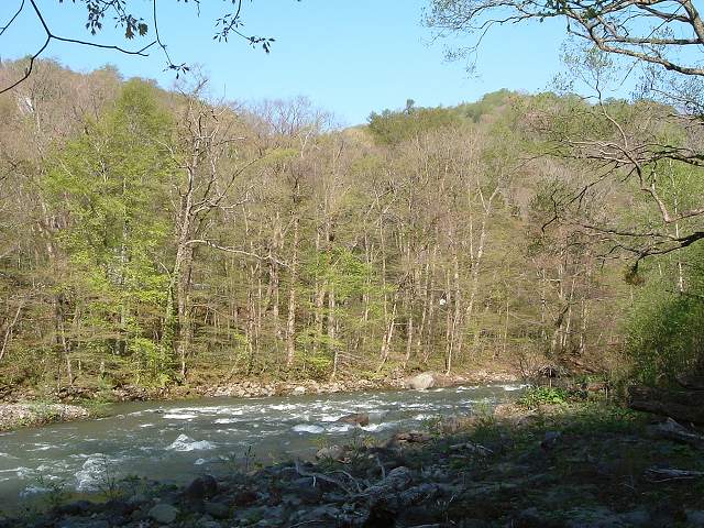 特別名勝・天然記念物・奥入瀬渓流２の写真の写真