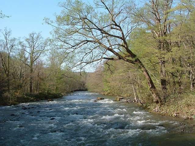 特別名勝・天然記念物・奥入瀬渓流・雪解け水が流れるので水量が多いの写真の写真