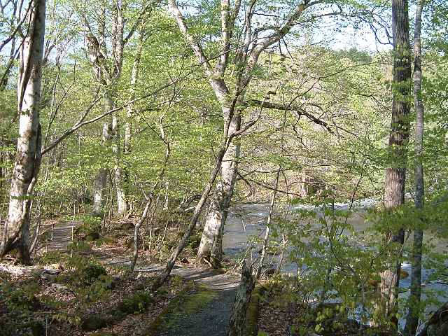 特別名勝・天然記念物・奥入瀬渓流４の写真の写真