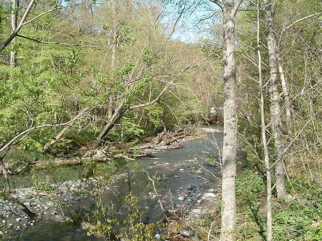特別名勝・天然記念物・奥入瀬渓流５の写真の写真