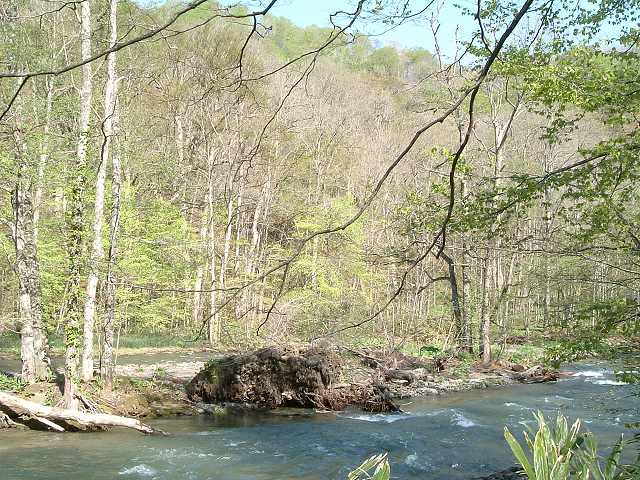 特別名勝・天然記念物・奥入瀬渓流７の写真の写真