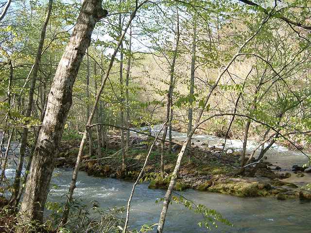 特別名勝・天然記念物・奥入瀬渓流８の写真の写真
