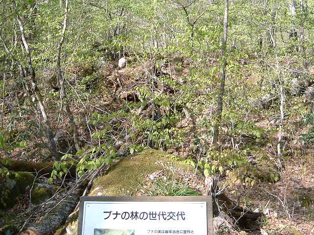 特別名勝・天然記念物・奥入瀬渓流・ブナ林の世代交代の解説の写真の写真