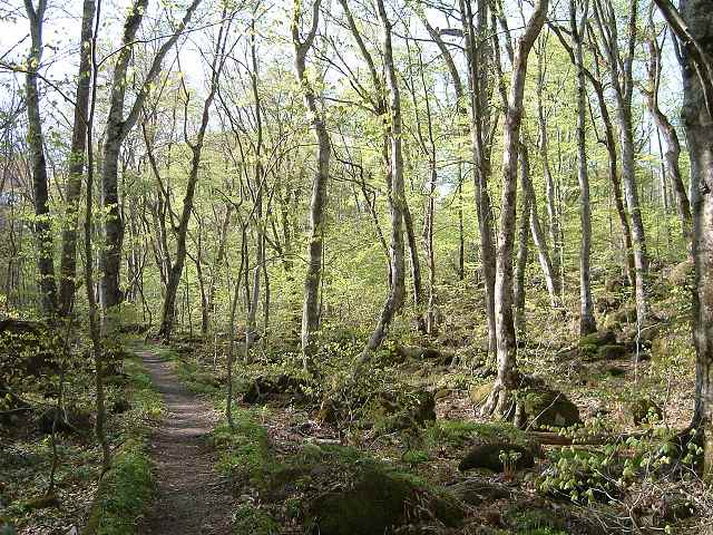 特別名勝・天然記念物・奥入瀬渓流・ブナ林の写真の写真