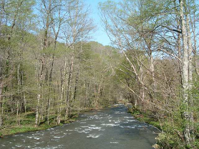 特別名勝・天然記念物・奥入瀬渓流・ブナ林と奥入瀬渓流の写真の写真