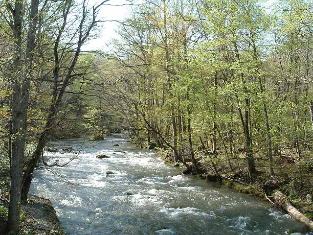 特別名勝・天然記念物・奥入瀬渓流１０の写真の写真