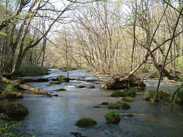 特別名勝・天然記念物・奥入瀬渓流１１の写真の写真