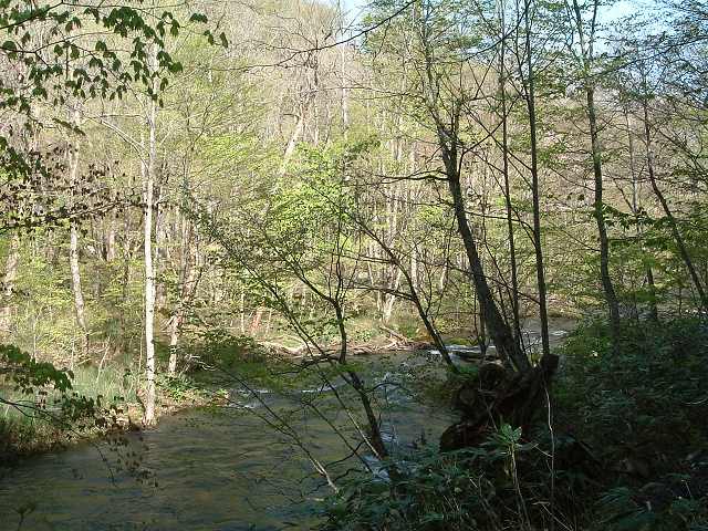 特別名勝・天然記念物・奥入瀬渓流１２の写真の写真