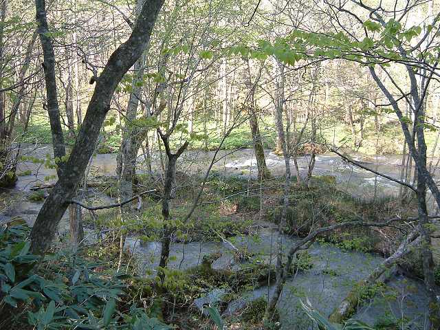 特別名勝・天然記念物・奥入瀬渓流１３の写真の写真