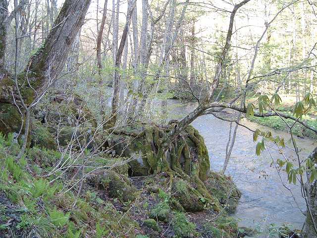 特別名勝・天然記念物・奥入瀬渓流１４の写真の写真