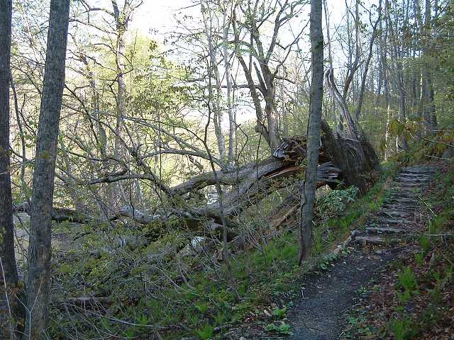 特別名勝・天然記念物・奥入瀬渓流１５の写真の写真