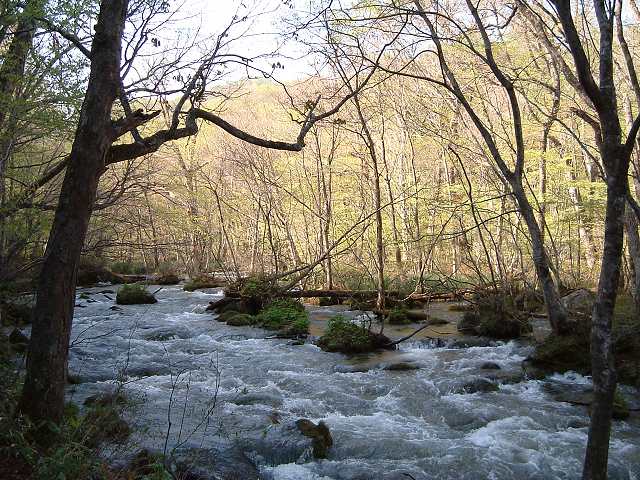 特別名勝・天然記念物・奥入瀬渓流１７の写真の写真