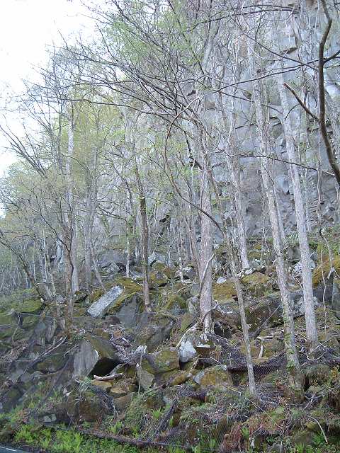 特別名勝・天然記念物・奥入瀬渓流１８の写真の写真