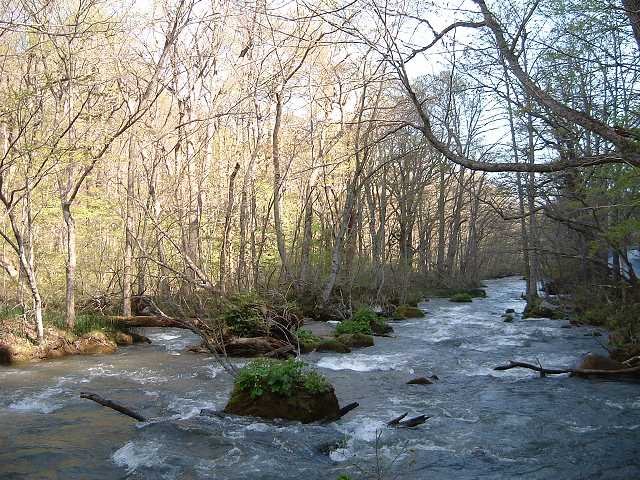 特別名勝・天然記念物・奥入瀬渓流２０の写真の写真