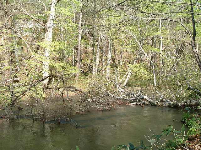 特別名勝・天然記念物・奥入瀬渓流２１の写真の写真