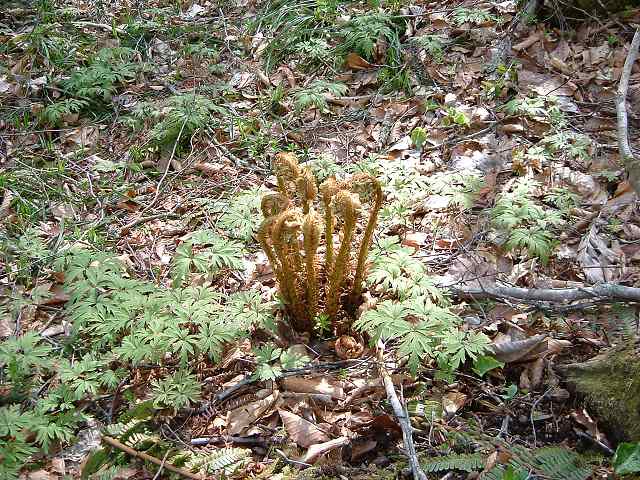特別名勝・天然記念物・奥入瀬渓流・野草の写真の写真