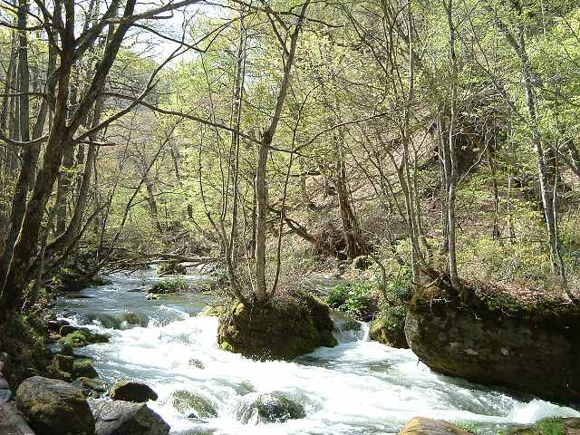 特別名勝・天然記念物・青森・十和田湖および奥入瀬渓流の写真の写真