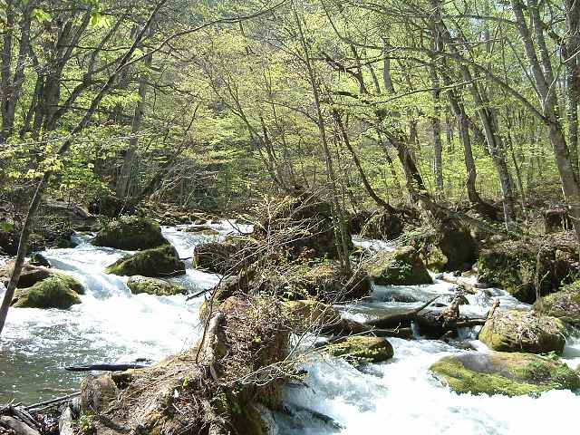 特別名勝・天然記念物・奥入瀬渓流２２の写真の写真