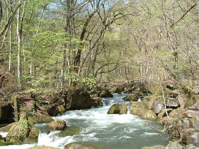 特別名勝・天然記念物・奥入瀬渓流２６の写真の写真