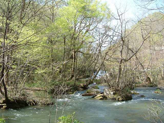 特別名勝・天然記念物・奥入瀬渓流２７の写真の写真