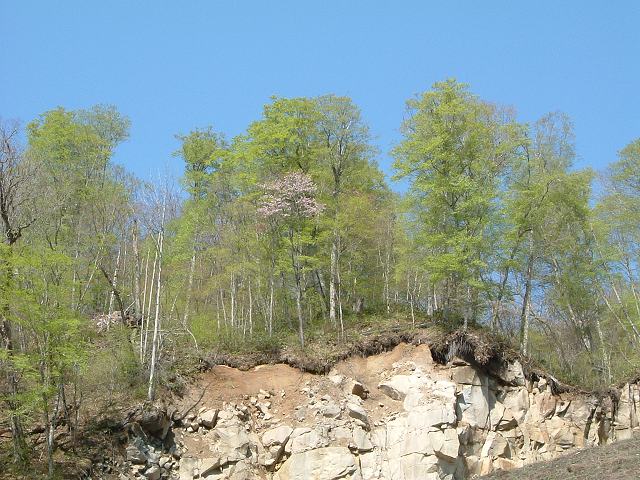 特別名勝・天然記念物・奥入瀬渓流２９の写真の写真