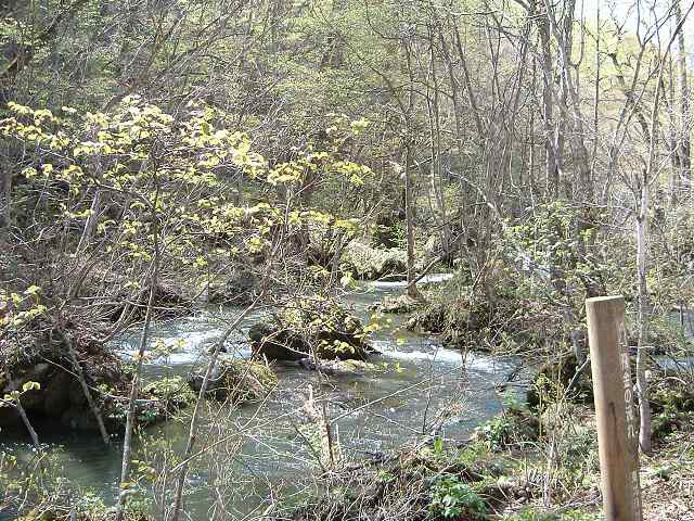 特別名勝・天然記念物・奥入瀬渓流３０の写真の写真