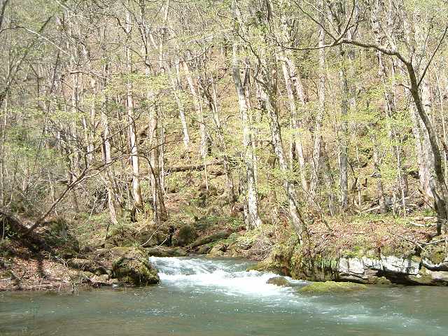 特別名勝・天然記念物・奥入瀬渓流３７の写真の写真