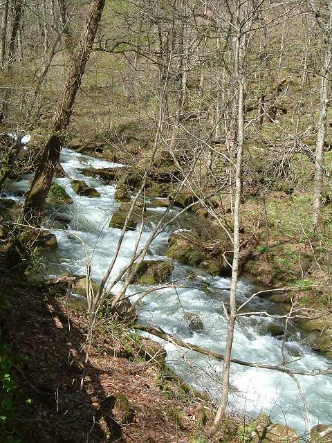 特別名勝・天然記念物・奥入瀬渓流３８の写真の写真