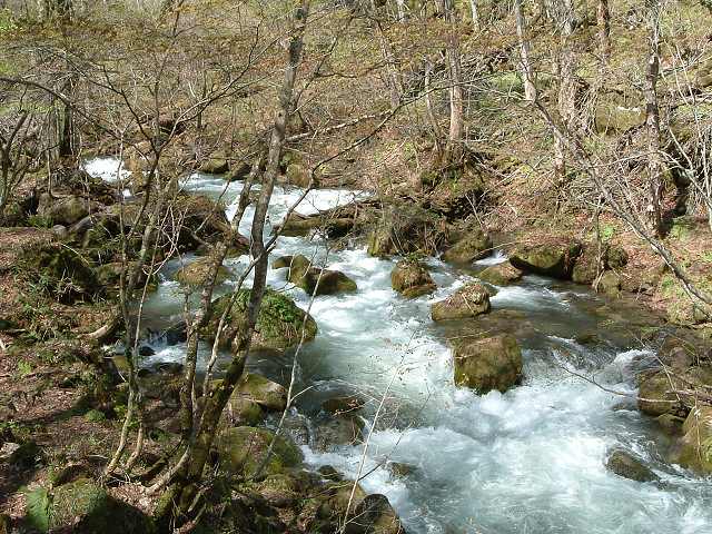 特別名勝・天然記念物・奥入瀬渓流３９の写真の写真