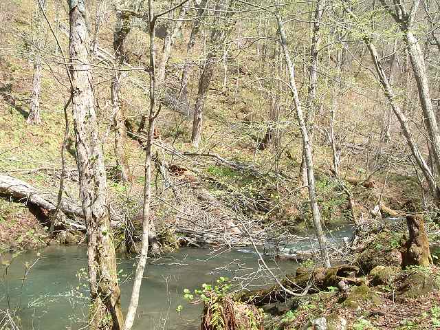特別名勝・天然記念物・奥入瀬渓流４０の写真の写真