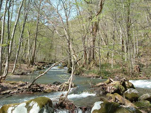 特別名勝・天然記念物・奥入瀬渓流４２の写真の写真
