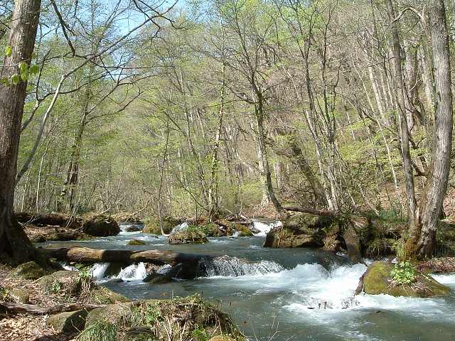 特別名勝・天然記念物・奥入瀬渓流４３の写真の写真