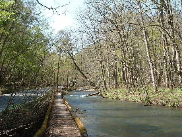 特別名勝・天然記念物・奥入瀬渓流４４の写真の写真