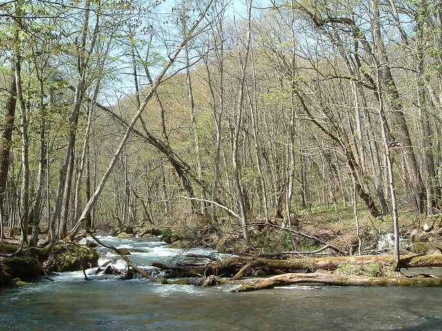 特別名勝・天然記念物・奥入瀬渓流４５の写真の写真